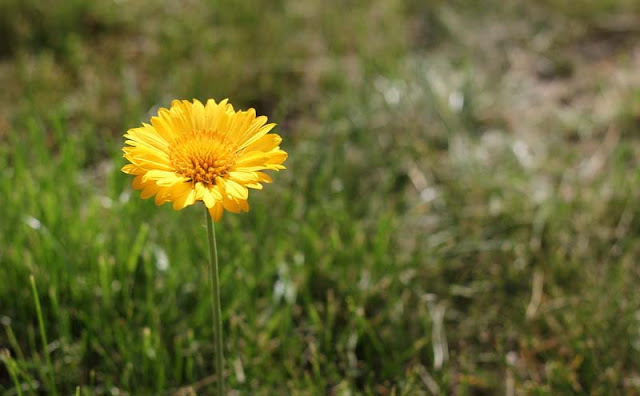 Gaillardia Grandiflora Mesa Yellow Flowers