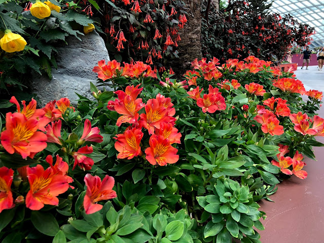 Flower Dome Garden by The Bay Singapore - habisliburan.com