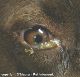 Dog Eye Disease2