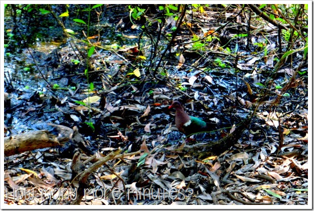 Fogg Dam Conservation Reserve | How Many More Minutes?