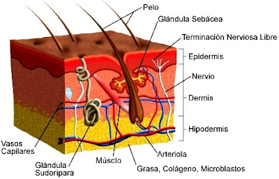 Dibujo de la piel indicando sus partes