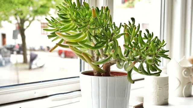 Money Plants