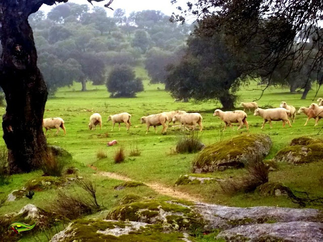 Despeñadero de El Guijo (Cascada en Los Pedroches)