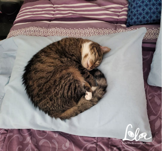 Cat Friendly Home tabby cat sleeping on a pillow
