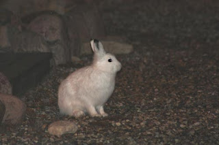 Arctic Hare.