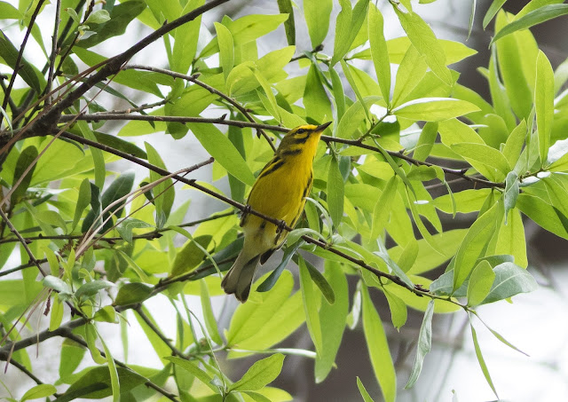 Prairie Warbler - Florida