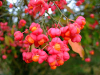 Euonymus europaeus 'Red Cascade'