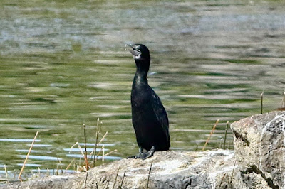 Little Cormorant - Microcarbo niger