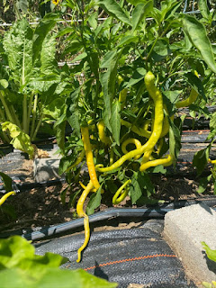 Corbaci Peppers