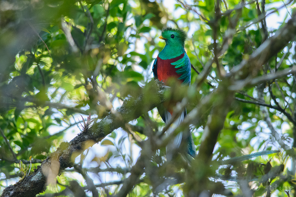 Ketsal, Hundketsal, Pharomachrus mocinno, Resplendent Quetzal, Northern, Magnificent