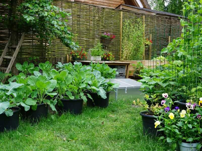 How to start gardening for beginner