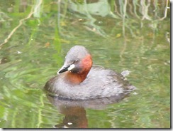Cromford Canal Wark 001