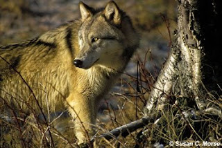 Gray Wolf (Canis lupus Linnaeus)