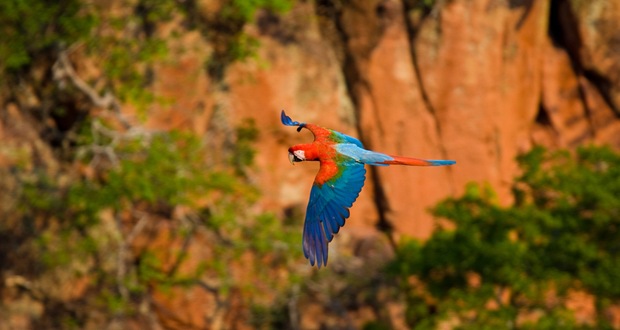 Creative-birds-photography-Aarara-vermelha