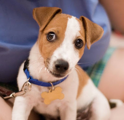 Jack Russell Terrier Popular Dogs