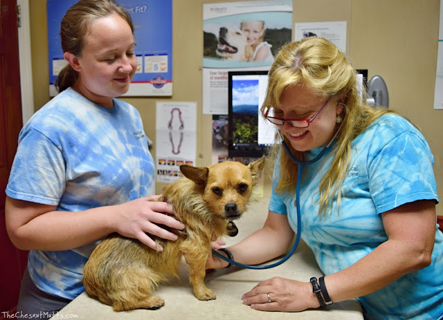 Jada at her AAHA vet