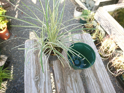 ハクリュウ　小さな鉢植え