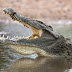 LIMPOPO NATIONAL PARK:PROBLEMATIC WILD ANIMALS TO BE SLAUGHTERED
