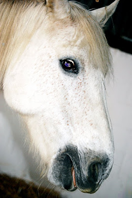 Horse - Willows Animal Sanctuary Strichen