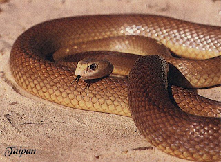 taipan serpente più velenoso del mondo