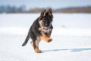Dental Care for German Shepherd