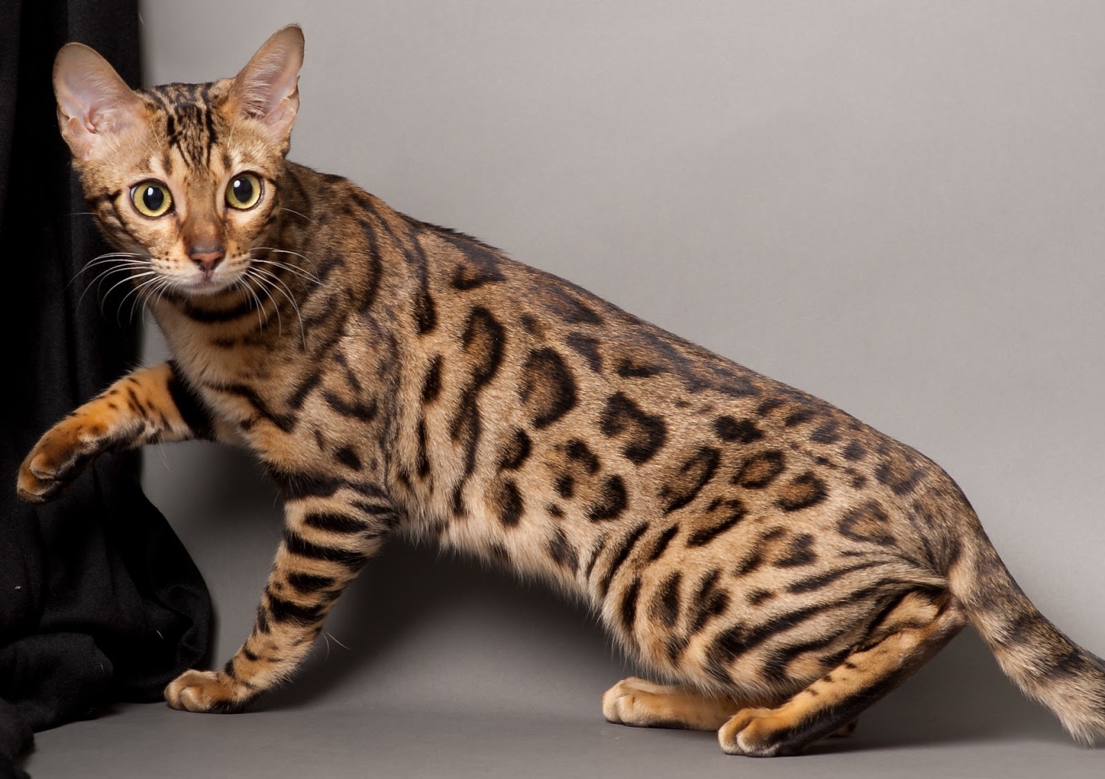 Foto Kucing Bengal Si Macan Kecil Eksotis Foto Kucing Terbaru