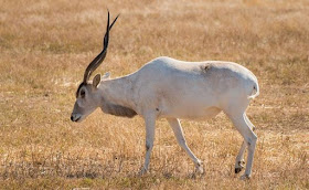 Addax