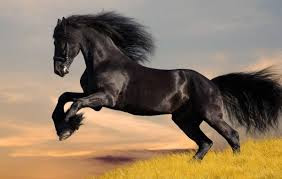  Horse Photo - Animal wallpaper, High Definition Wallpapers Horse pictures high-definition picture,