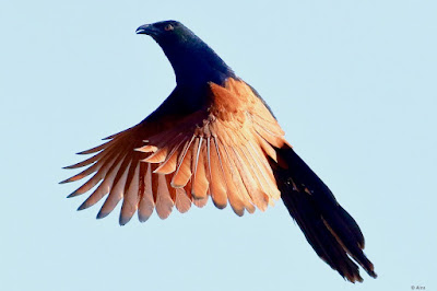 "Greater Coucal (Centropus sinensis), also known as the Crow Pheasant. Large, crow-sized bird with black plumage, a distinctive long tail, and red eyes. In flight displaying its colours."