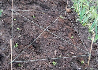 Growing celery