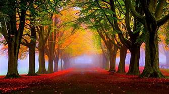 Tree image 4k