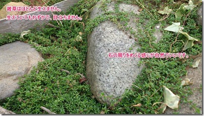 タイム-2 雑草はほとんど生えません。生えていても目立ちません。