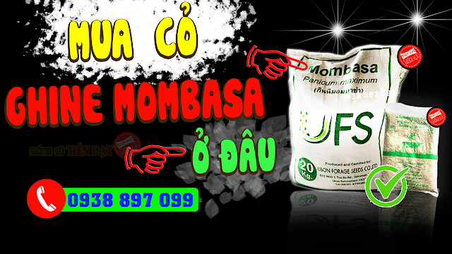 Mua cỏ ghine mombasa thái lan ở đâu uy tín