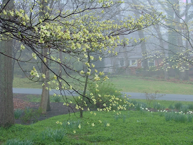 White Flowering Dogwood