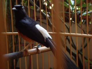 Budidaya Burung Murai Batu