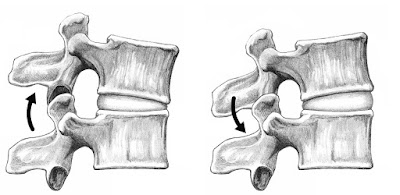 Working Facet Joints, Lateral View - El Paso Chiropractor