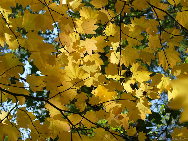 maple leaves with the light coming through