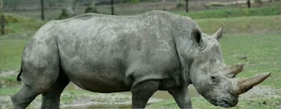 Top 10 Heaviest animals