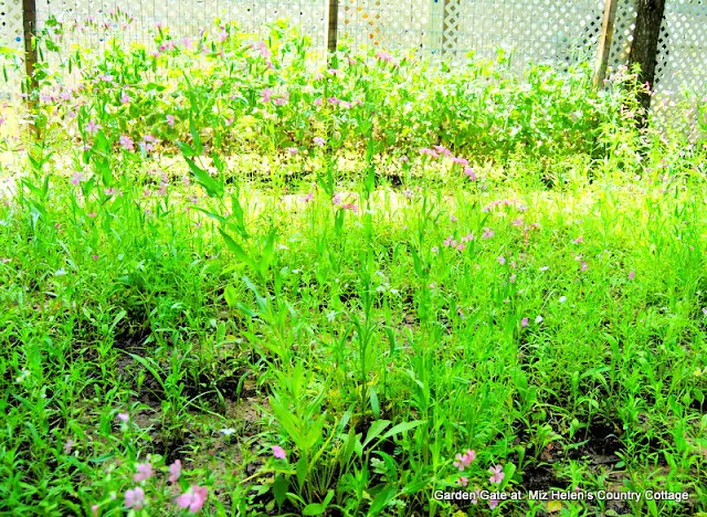 Garden Tour 2017 at Miz Helen's Country Cottage