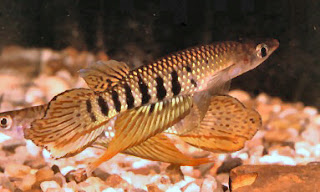 Aplocheilus dayi - Day's killifish - Uda handeya/උඩ හදයා