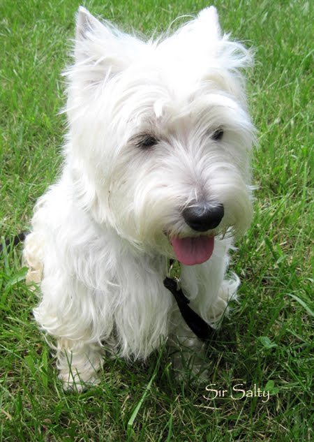 This is our westie Sir Salty who could be a movie star like the two westie 