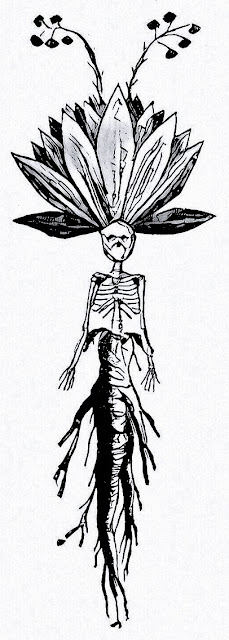 Mandragora's Skeleton