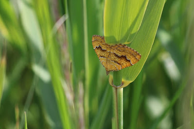 Gestreepte Goudspanner - Strepe Goudspanner - Camptogramma bilineata