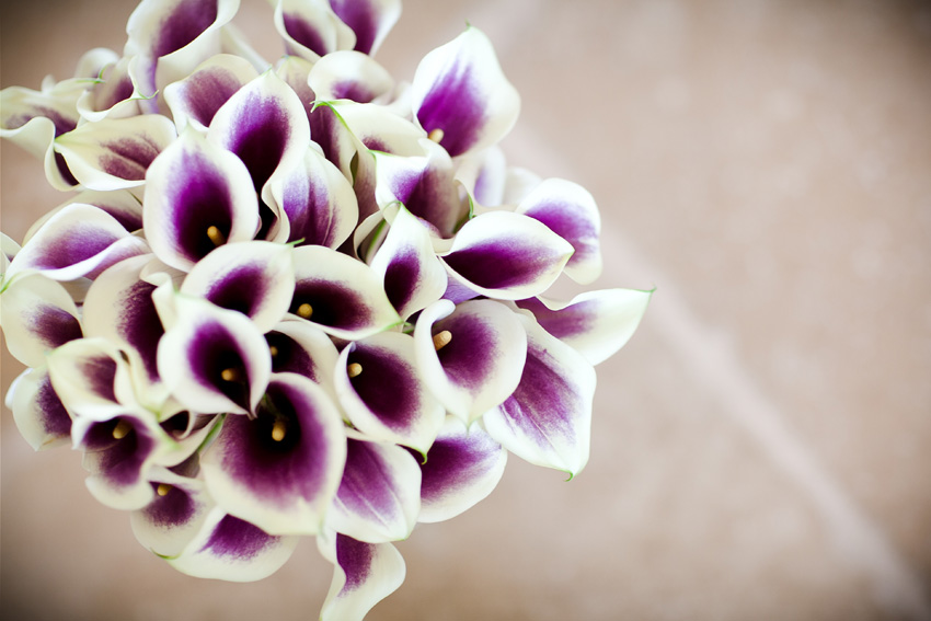 As far as calla lilies go this one is the most amazing of them all