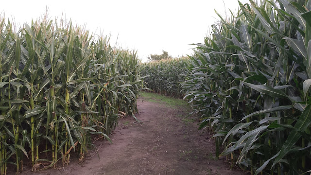 Winding through Severs Corn Maze. Image courtesy of Day Tripper.