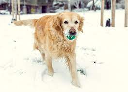 Helping Your Dog Navigate Arthritis Pain in Winter: