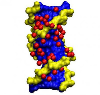 DNA Strand with Adherent Water Molecules