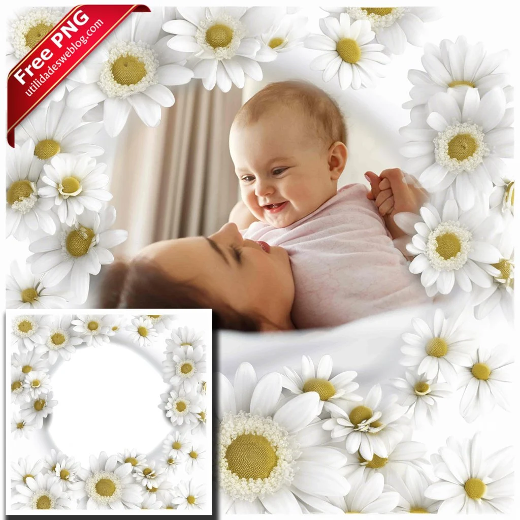 marco para fotos con flores de daisies o margaritas blancas en png con fondo transparente para descargar gratis