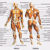 37+ Anatomi Dan Fisiologi Otot Manusia