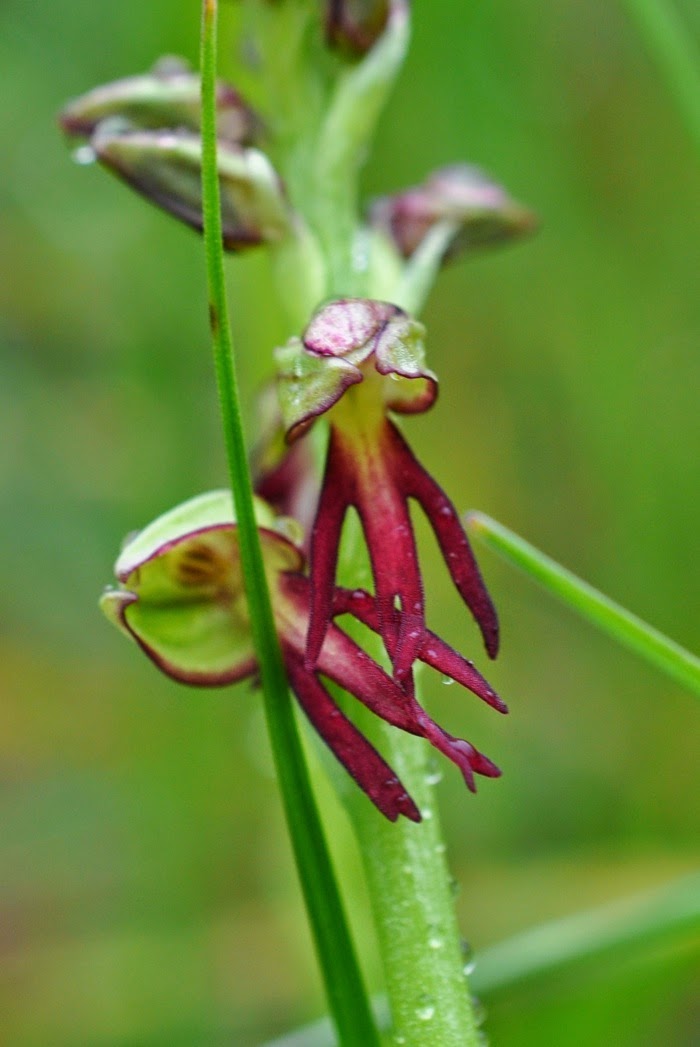 orchis homme pendu